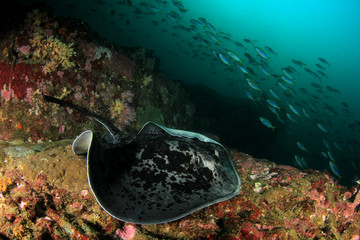 Marbled Ray or Blotched Fantail Ray