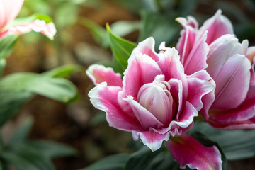 Fototapeta premium The background image of the colorful flowers