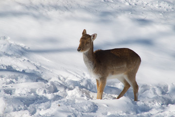 Fototapeta premium A deer in the woods