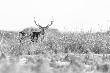 black and white portrait of a sika deer