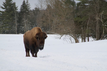 A bison on a sunny day