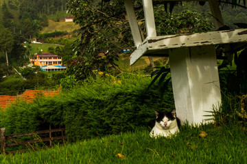 cat and house