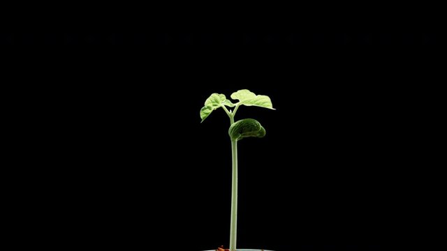 Timelapse of sprouting a bean plant on a black background.