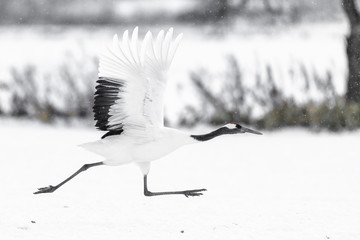red crowned crane take off and fly - 322201310