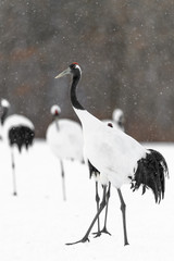 portrait of red crowned crane