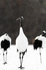 Obraz premium portrait of red crowned crane