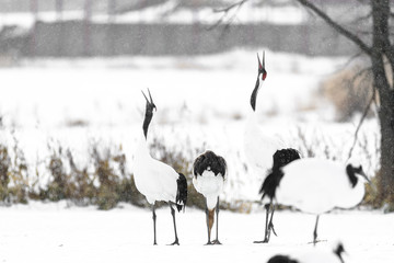 Obraz premium group of red crowned crane singing