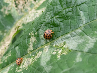 Ladybug on green leaf, ladybird. Macro photography of ladybug on green damaged leaf