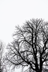 Wodland.Silhoute of leafless trees.Trees background