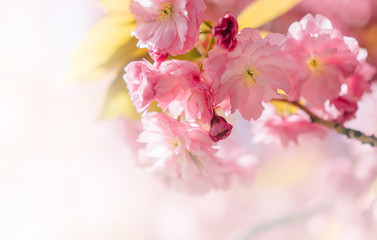 Beautiful nature scene with blooming sakura. Close up.