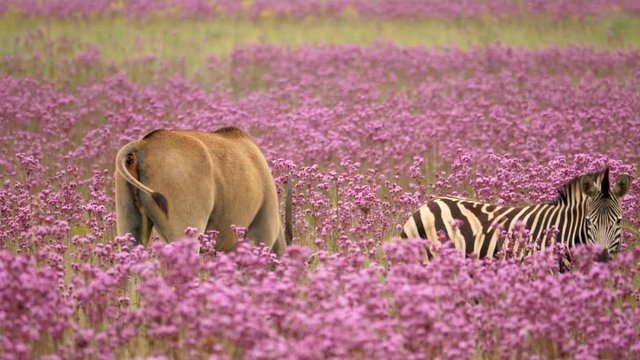 Large Eland walks, grazes, defecates between pink flowers and Burchell's zebra
