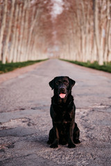 beautiful black labrador sitting on a road at sunset Stop abandon concept