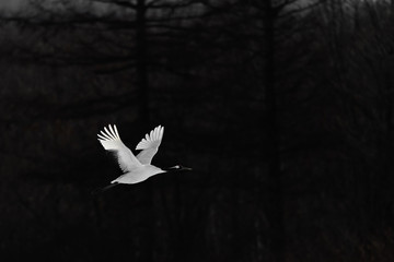 Obraz premium red crowned crane flying over the dark forest