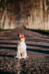 portrait of cute jack russell dog sitting at sunset on a road. Happy dog outdoors
