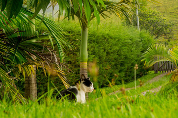 cat in the garden
