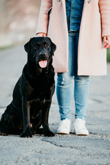 unrecognizable young owner woman and her black labrador dog sitting at sunset outdoors