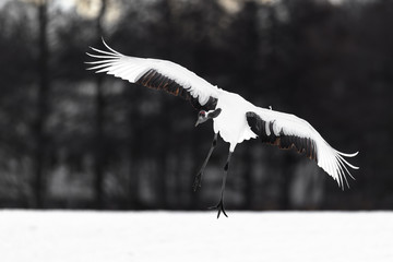 red crowned crane flying