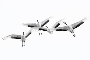 Fototapeta na wymiar group of red crowned crane flying in the white sky