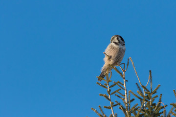 Northern Hawk Owl in winter