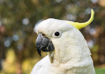 Australian Cockatoo, Sydney Australia