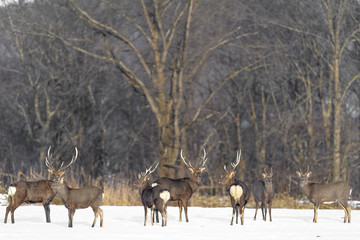 herd of japanese sika deer male in a snowy field