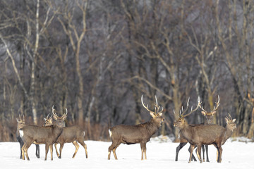 Naklejka na ściany i meble herd of japanese sika deer male in a snowy field