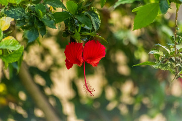flor