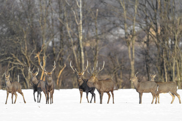 herd of japanese sika deer male in a snowy field