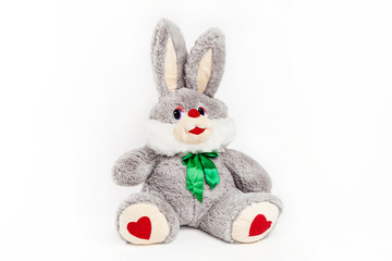 teddy hare