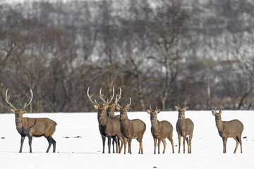 herd of japanese sika deer male in a snowy field
