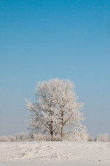 Obraz na płótnie Canvas 寒い冬の朝の霧氷