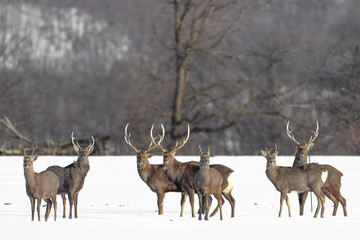 Naklejka na ściany i meble herd of japanese sika deer male in a snowy field