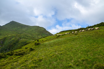 Naklejka premium A flock of sheep goes to the green pasture. Beautiful summer landscape of Marmarosy mountains range, Carpathian, Ukraine