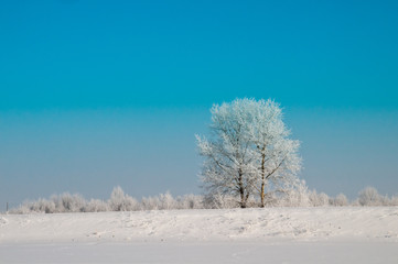 寒い冬の朝の霧氷