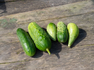Freshly picked cucumbers on a wooden table. Close-up of cucumbers on a sunny day