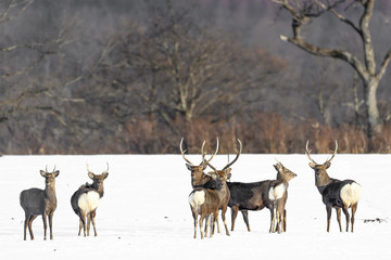 herd of japanese sika deer male in a snowy field