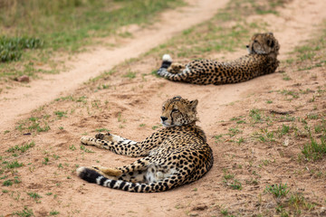 Cheetah, South Africa