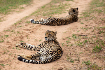 Cheetah, South Africa