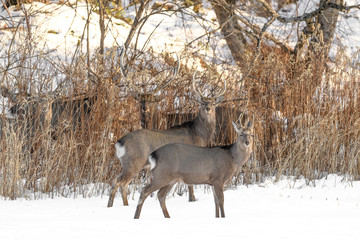 herd of japanese sika deer male hidden in the brush