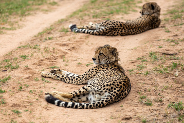 Cheetah, South Africa