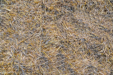 Dry Golden Hay or Straw Texture as Natural Background