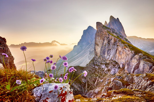 Amazing view on Seceda peak. Trentino Alto Adige, Dolomites Alps, South Tyrol, Italy, Europe. Odle mountain range, Val Gardena. Majestic Furchetta peak. Purple flowers in the morning sunlight.