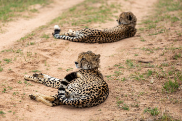 Cheetah, South Africa