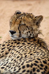 Cheetah, South Africa