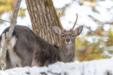 young sika deer portrait