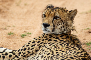 Cheetah, South Africa