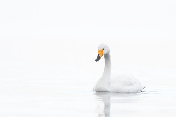 whooper swan in a white fog background portrait