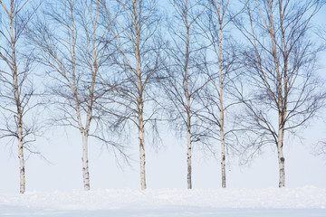 Fototapeta na wymiar 冬のシラカバ並木