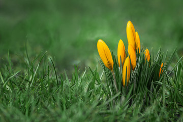 Group of yellow crocuses are in natural green background