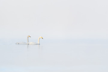 two whooper swan in a white fog background - 322206317